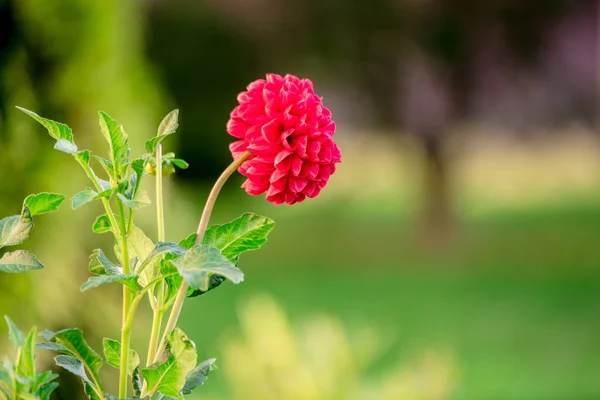 Bright red flower — Stock Photo, Image