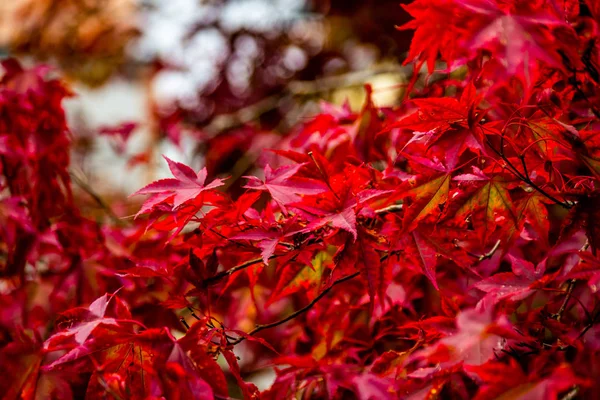 Luminose foglie rosse sui rami — Foto Stock