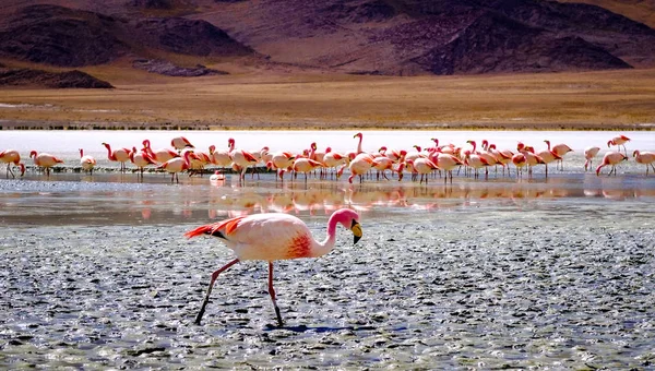 Flamingo 's bij de lagune — Stockfoto