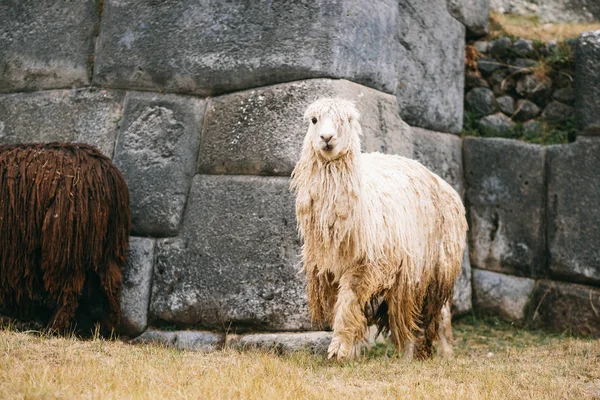 Λευκό και browm λάμα κοντά σε πέτρινους τοίχους Sacsayhuaman — Φωτογραφία Αρχείου