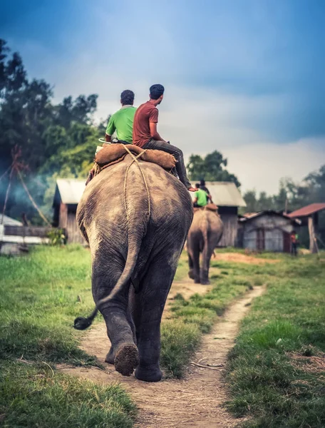 尼泊尔人骑在大象 — 图库照片