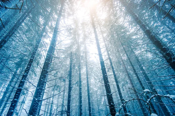 Hight sparren onder bedekt met sneeuw — Stockfoto