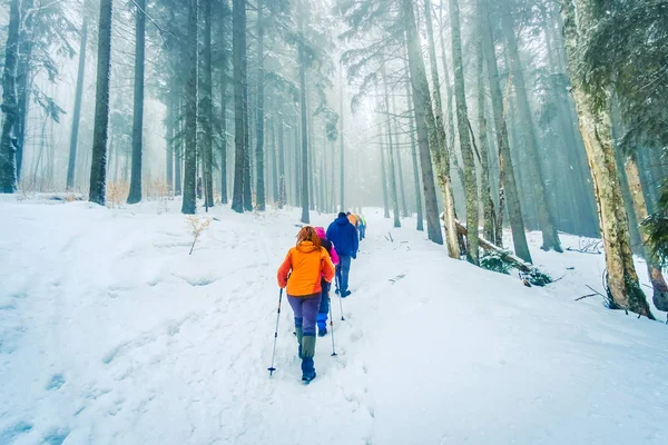 Senderistas en el bosque de pinos cubierto de nieve en invierno — Foto de Stock