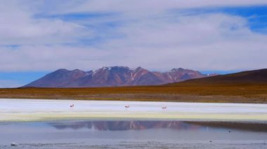 Bolivya 'daki heyecan verici gölde pembe flamingolar.