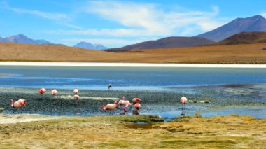 Muhteşem Laguna Colorada Manzarası Güzel flamingo sürüsüyle