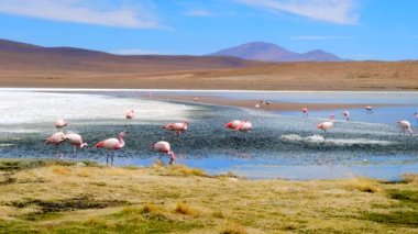Bolivya 'daki heyecan verici gölde pembe flamingolar.