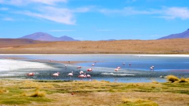 Muhteşem Laguna Colorada Manzarası Güzel flamingo sürüsüyle
