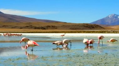 Flamingolar gölde