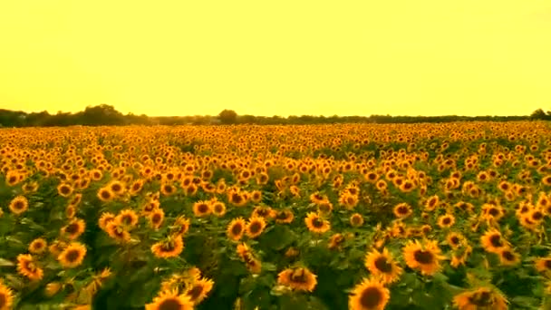 Vue aérienne du champ de tournesol