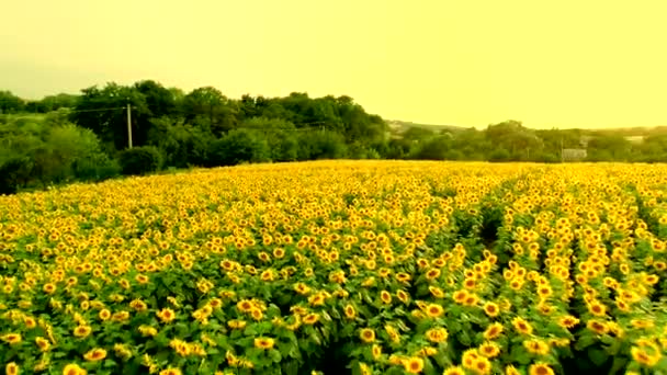 Luchtfoto van zonnebloemveld — Stockvideo