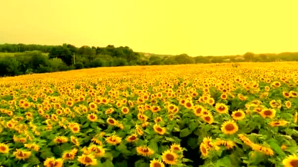 Vue aérienne du champ de tournesol