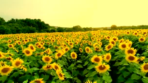 Vue aérienne du champ de tournesol