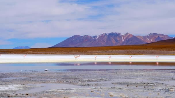 Rosa flamingos vid spännande lagun i Bolivia — Stockvideo