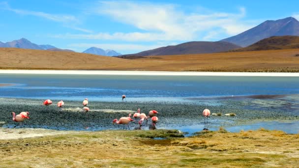 Csodálatos Laguna Colorada táj egy csapat gyönyörű flamingó — Stock videók