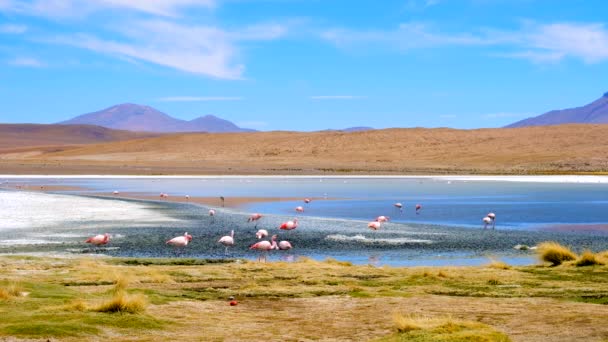 Csodálatos Laguna Colorada táj egy csapat gyönyörű flamingó — Stock videók