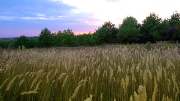 Стебла зеленої трави, що розгойдуються на вітрі — стокове відео