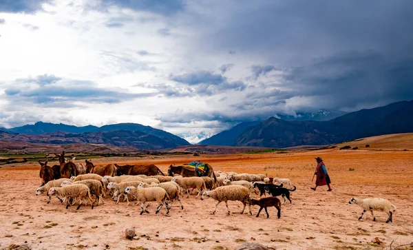 Sherpherd önde gelen sürüsü koyun ve eşek — Stok fotoğraf