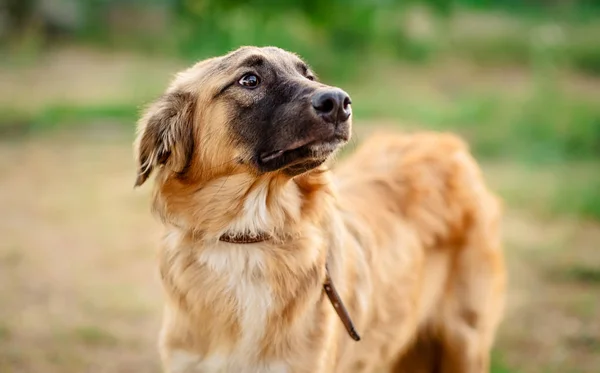 Retrato de un lindo perro marrón — Foto de Stock