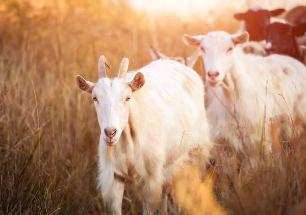 Shepherd leads the goats — Stock Photo, Image