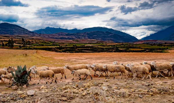 Peru koyun sürüsü — Stok fotoğraf