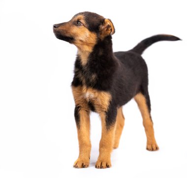 İzole kahverengi köpek yavrusu