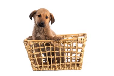 Sepette izole kahverengi köpek yavrusu
