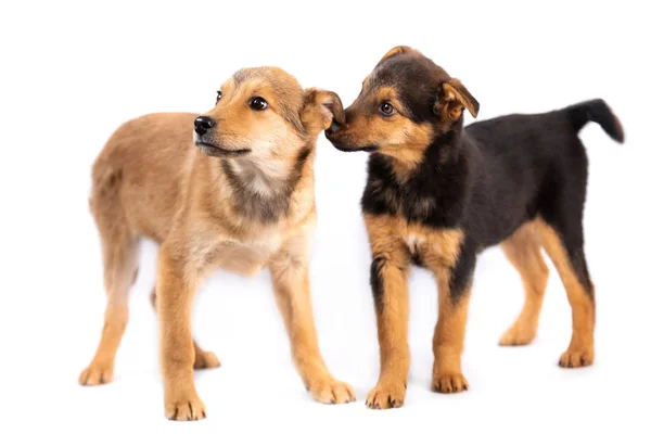Bruine en zwarte pups geïsoleerd — Stockfoto