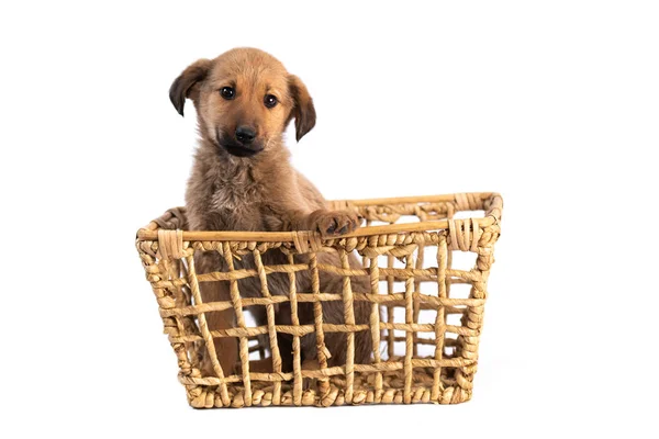 Brown puppy in basket isolated — Stock Photo, Image