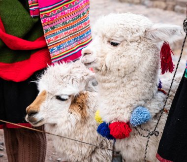 Sacsayhuaman içinde küçük beyaz lamas