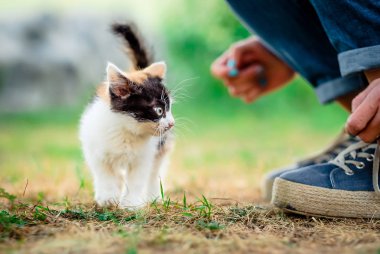 Küçük tüylü kedi