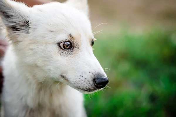 Lindo perrito blanco — Foto de Stock