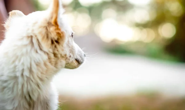 Cute little white puppy — Stock Photo, Image