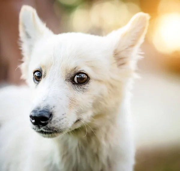 Lindo perrito blanco — Foto de Stock
