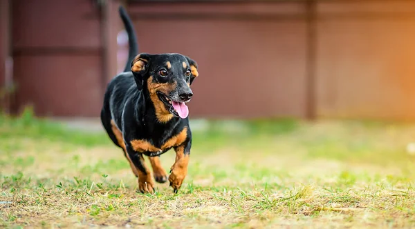 Feliz dachshund corriendo — Foto de Stock