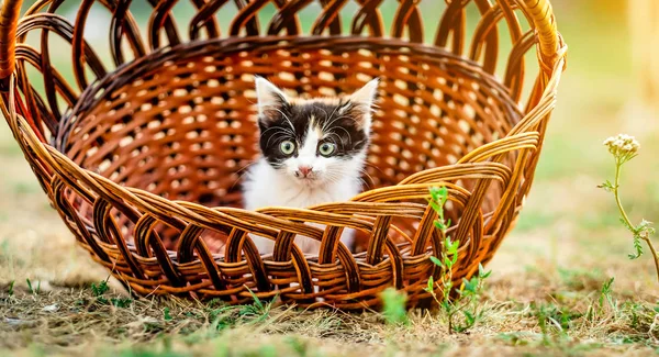 Маленький котенок лежит в корзине — стоковое фото