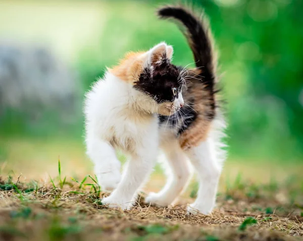 Pequeño gatito peludo — Foto de Stock