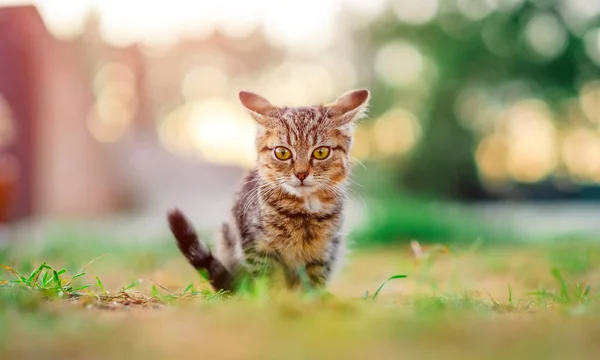 Маленький котенок на открытом воздухе — стоковое фото