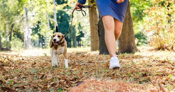 Fille courir avec beagle chien — Photo