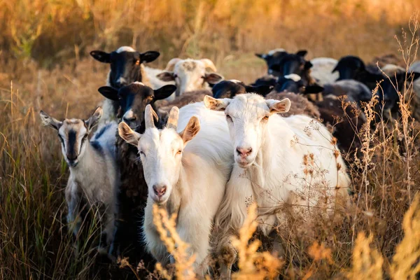 Herd of black and white goats — Stock Photo, Image