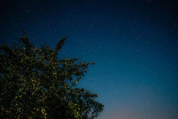 Zelený strom na pozadí noční oblohy — Stock fotografie