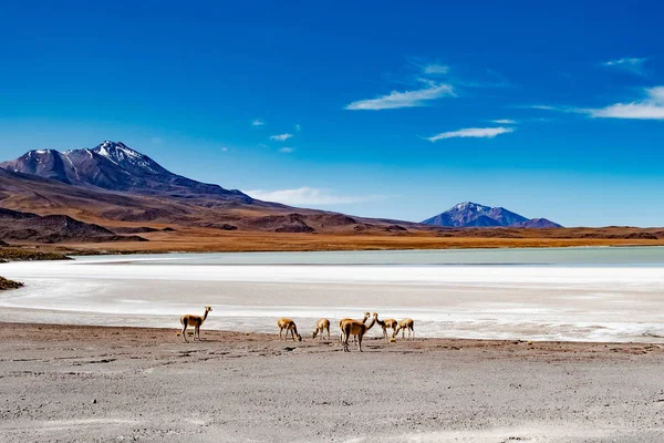 Paesaggio montano boliviano — Foto Stock