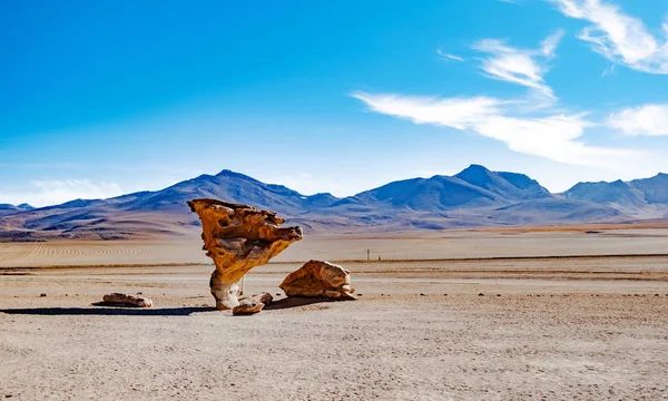 Stenen boom in Boliviaanse woestijn — Stockfoto