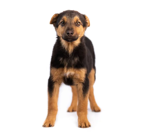 Brown puppy isolated — Stock Photo, Image