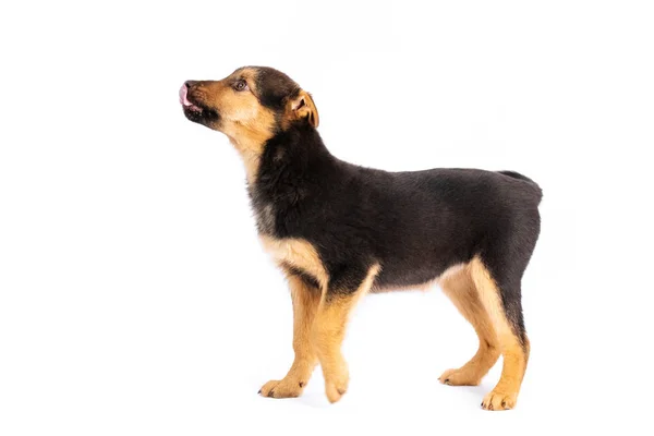 Bruin pup geïsoleerd — Stockfoto