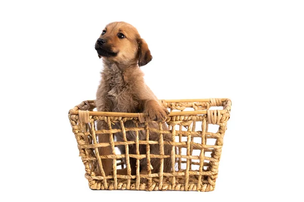 Brown puppy isolated — Stock Photo, Image