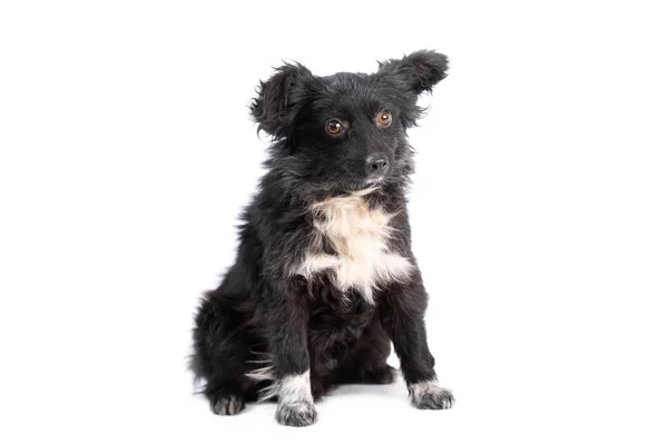 Preto e branco cachorrinho isolado — Fotografia de Stock