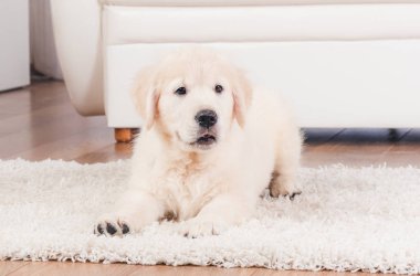 Halıüzerinde oturan retriever köpek yavrusu