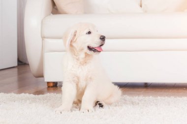 Halıüzerinde oturan retriever köpek yavrusu