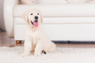 Halıüzerinde oturan retriever köpek yavrusu