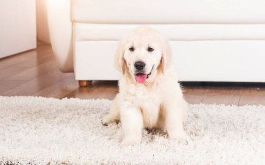 Halıüzerinde oturan retriever köpek yavrusu